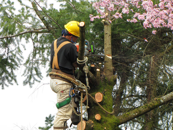 Tree Trimming or Tree Removal