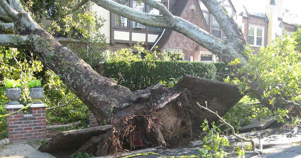 Tree Damage Photo