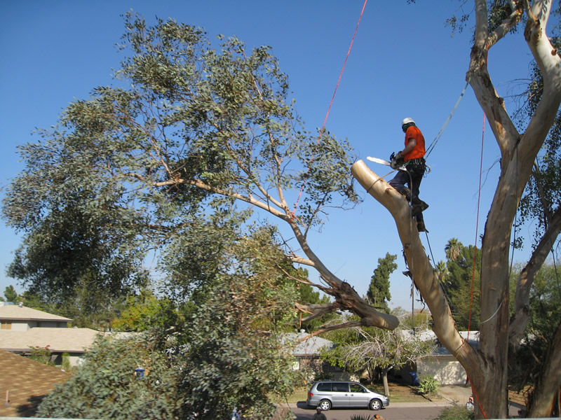 Tree Removal in Colorado Springs
