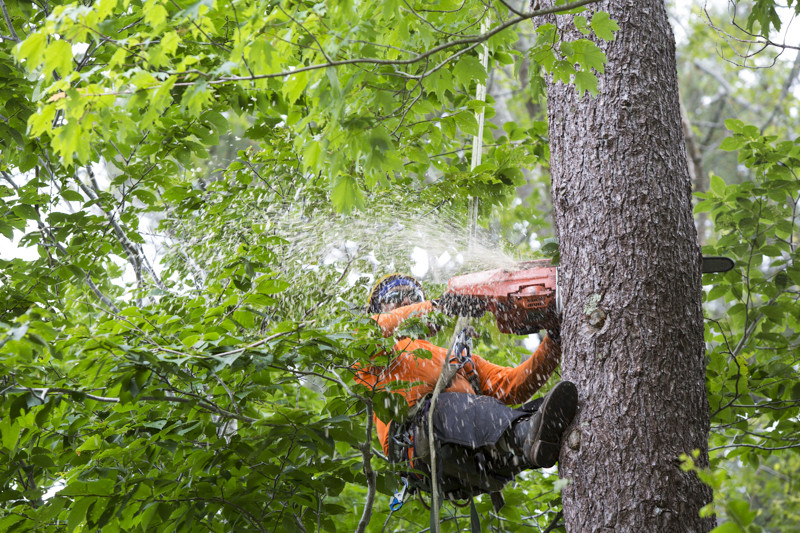 Tree Removal Colorado Springs